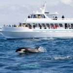 Vancouver-whale-watching-cruise