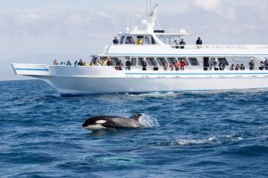 Vancouver-whale-watching-cruise