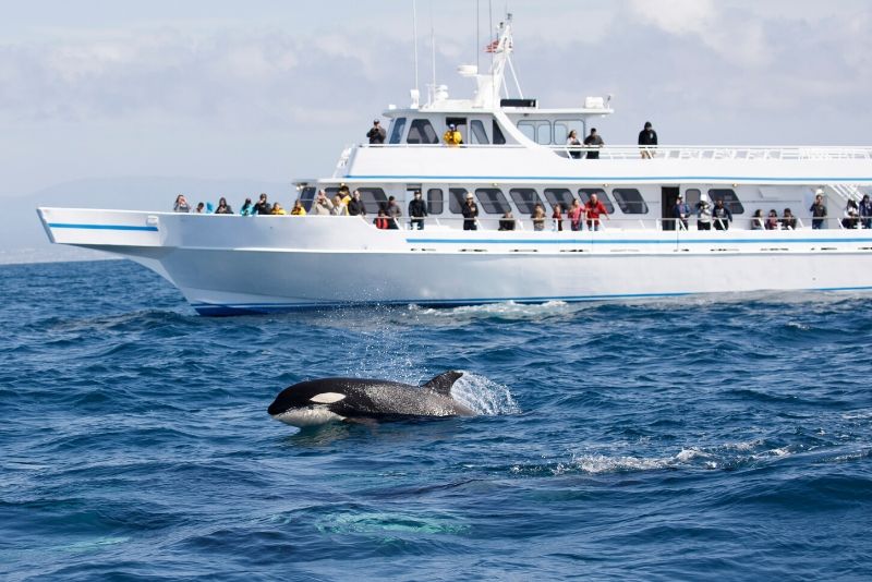 Vancouver-whale-watching-cruise